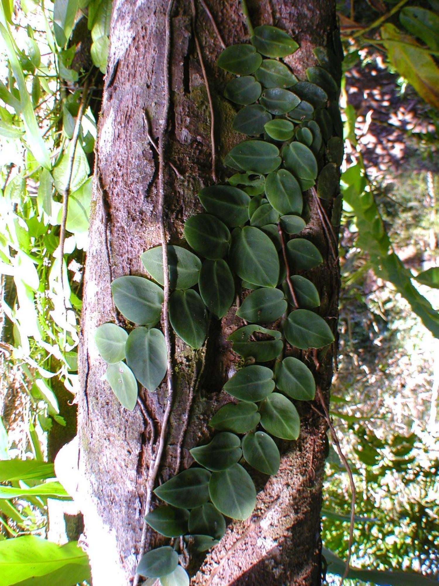 Epiphyte B & B Cow Bay Εξωτερικό φωτογραφία